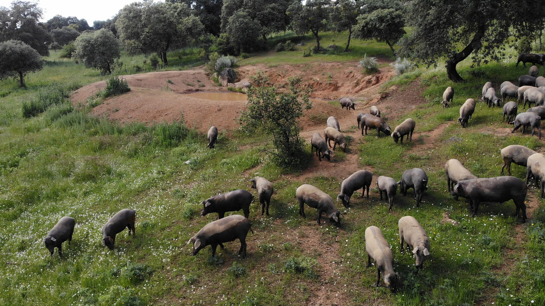 Everything you Need to Know About Black Iberico Pork and How to Cook It