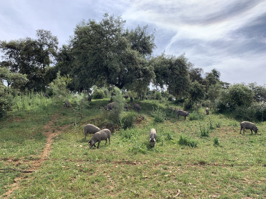 What is Iberico Pork?