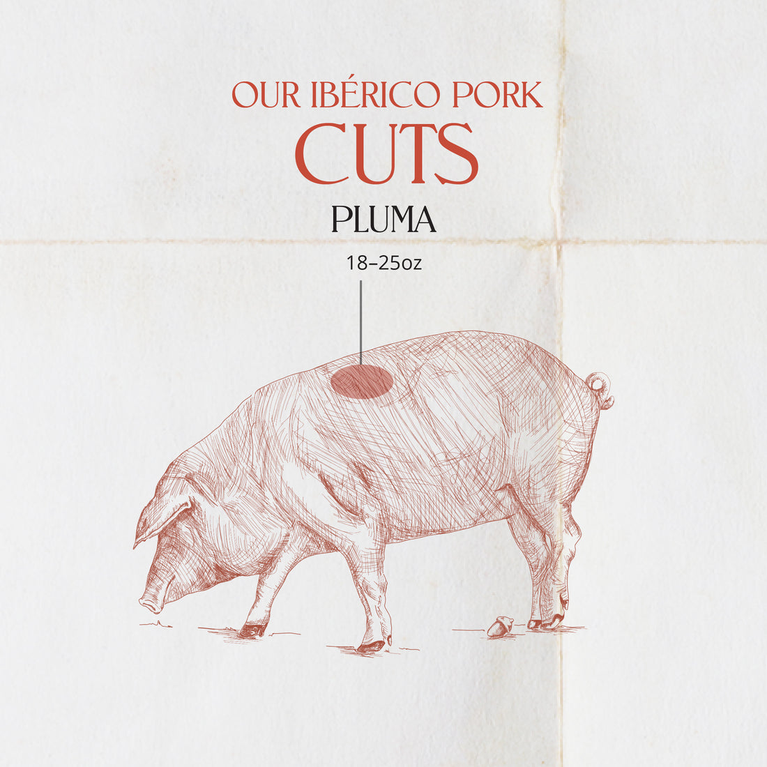 What part of the pig is the Iberian feather?