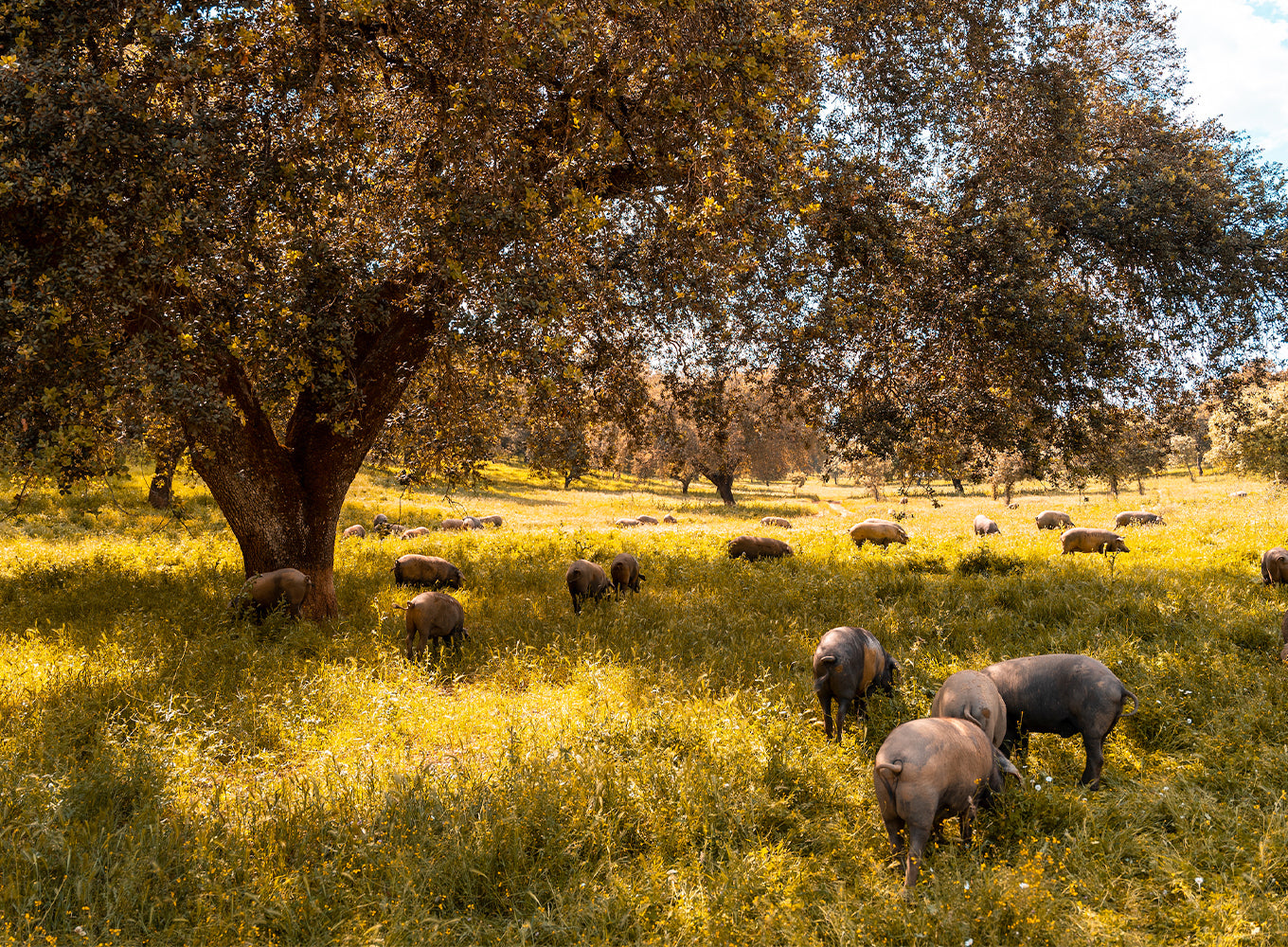Why You Can Feel Good About Ibérico: Part 2