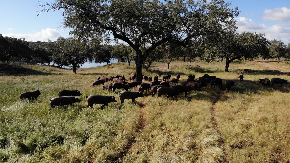 What is Acorn Fed Iberico Pork?