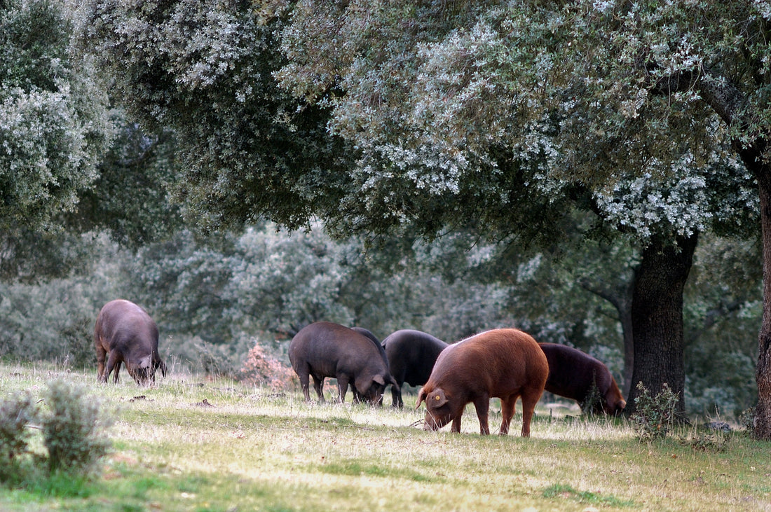 What is Iberico Pork: Everything You Need to Know about Iberico Pork from Spain