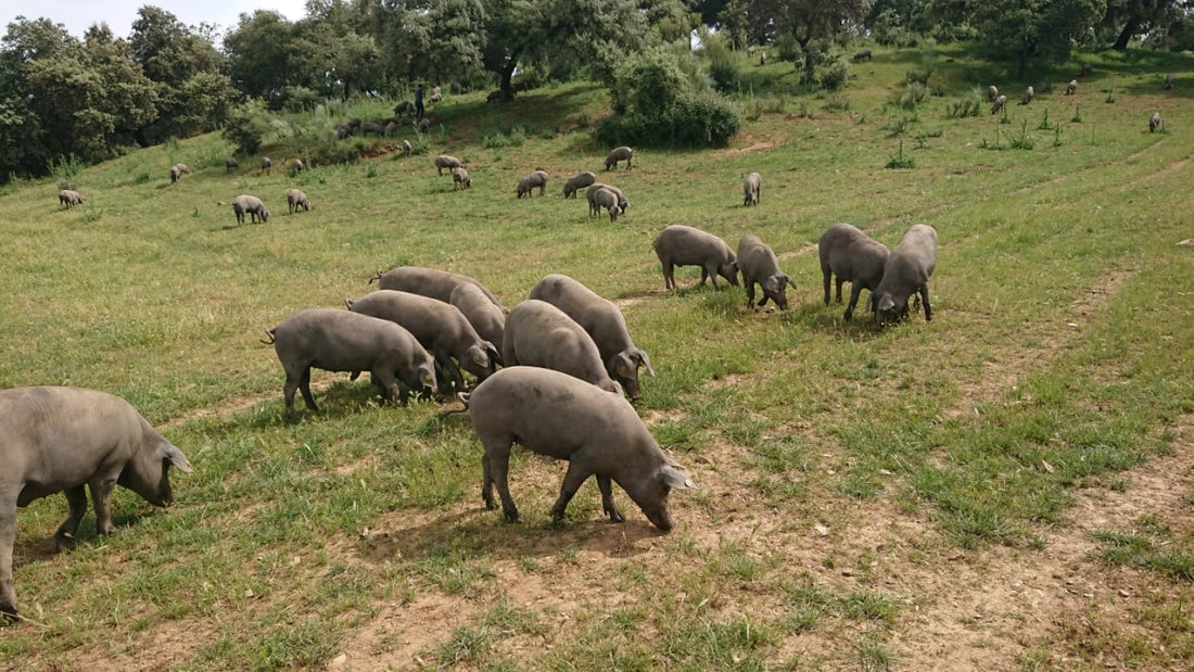 Why is Iberian pork so expensive?