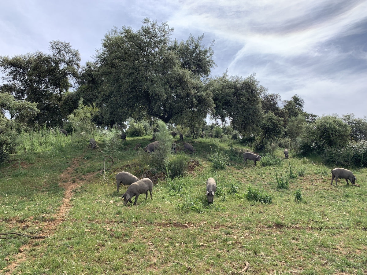 What is Iberico Pork? – Campo Grande