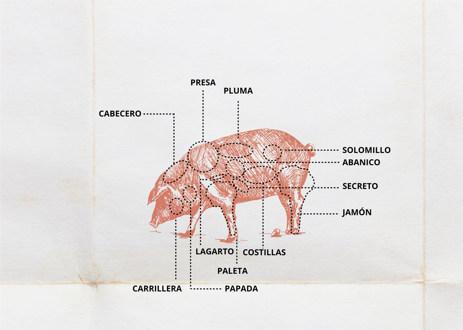 Types of Iberico Pork Cuts Campo Grande