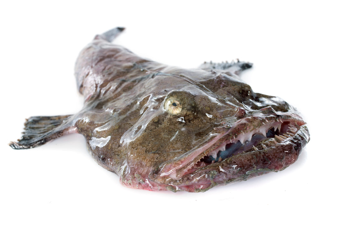 What is Monkfish?