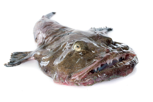 What is Monkfish?