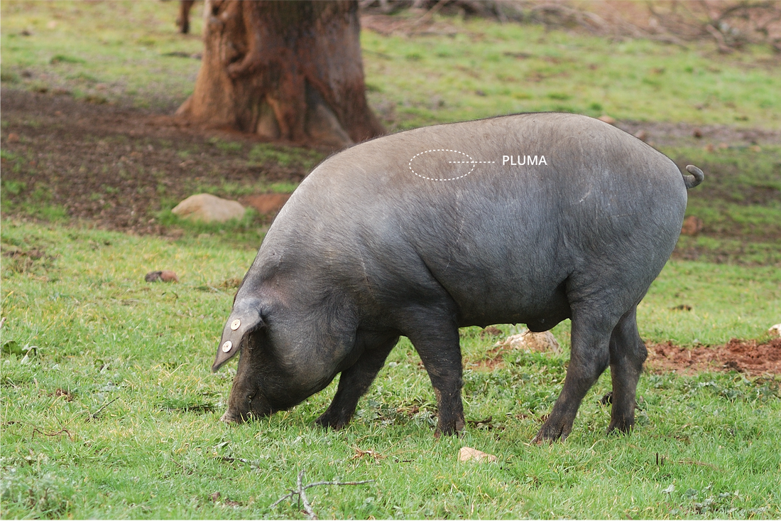 What is Pork Pluma?