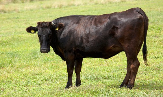 How Ibérico is the Wagyu of Pork