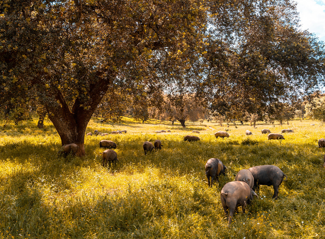 Why You Can Feel Good About Ibérico: Part 2 