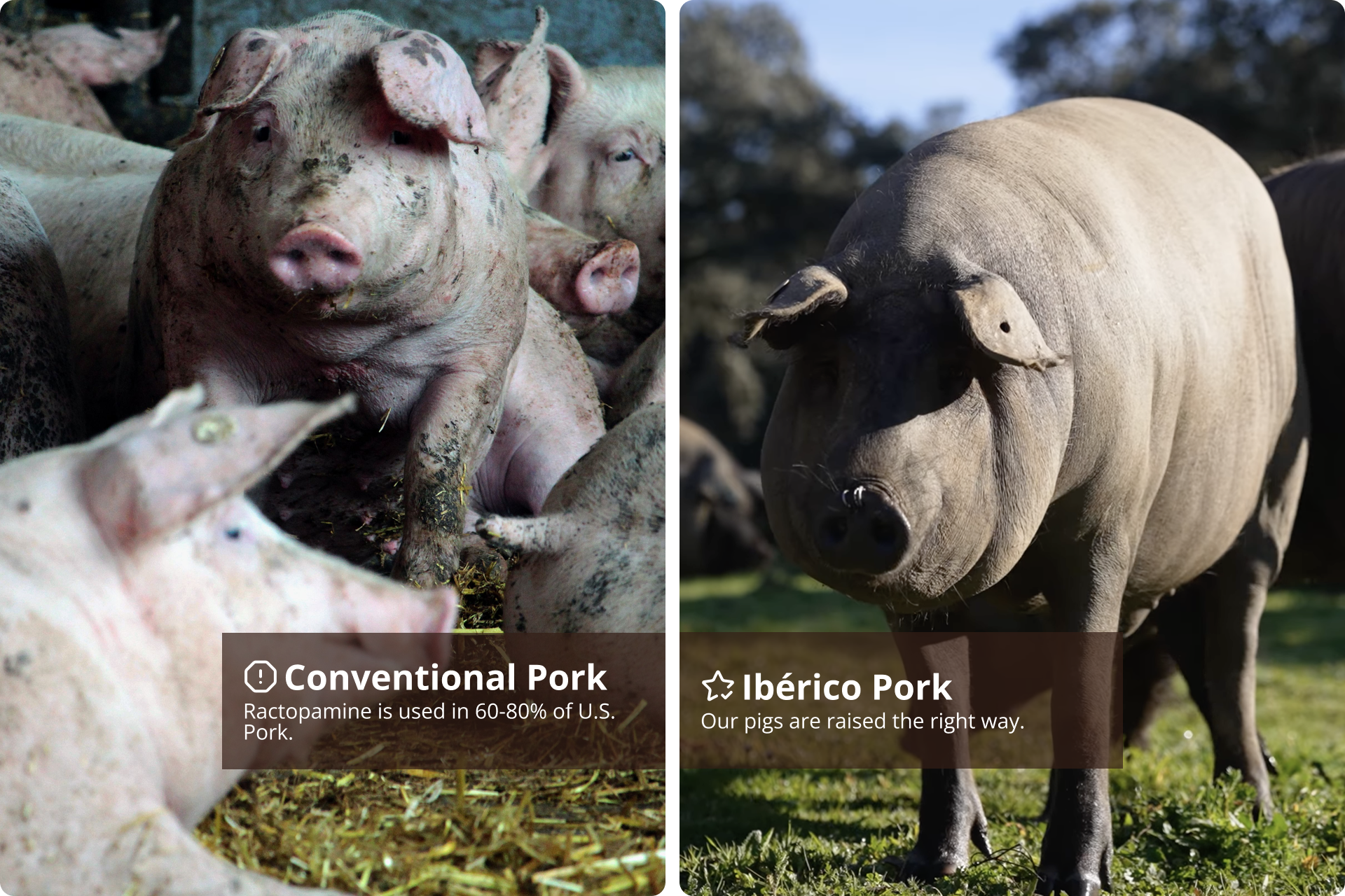 Ractopamine: The Glyphosate of Pork