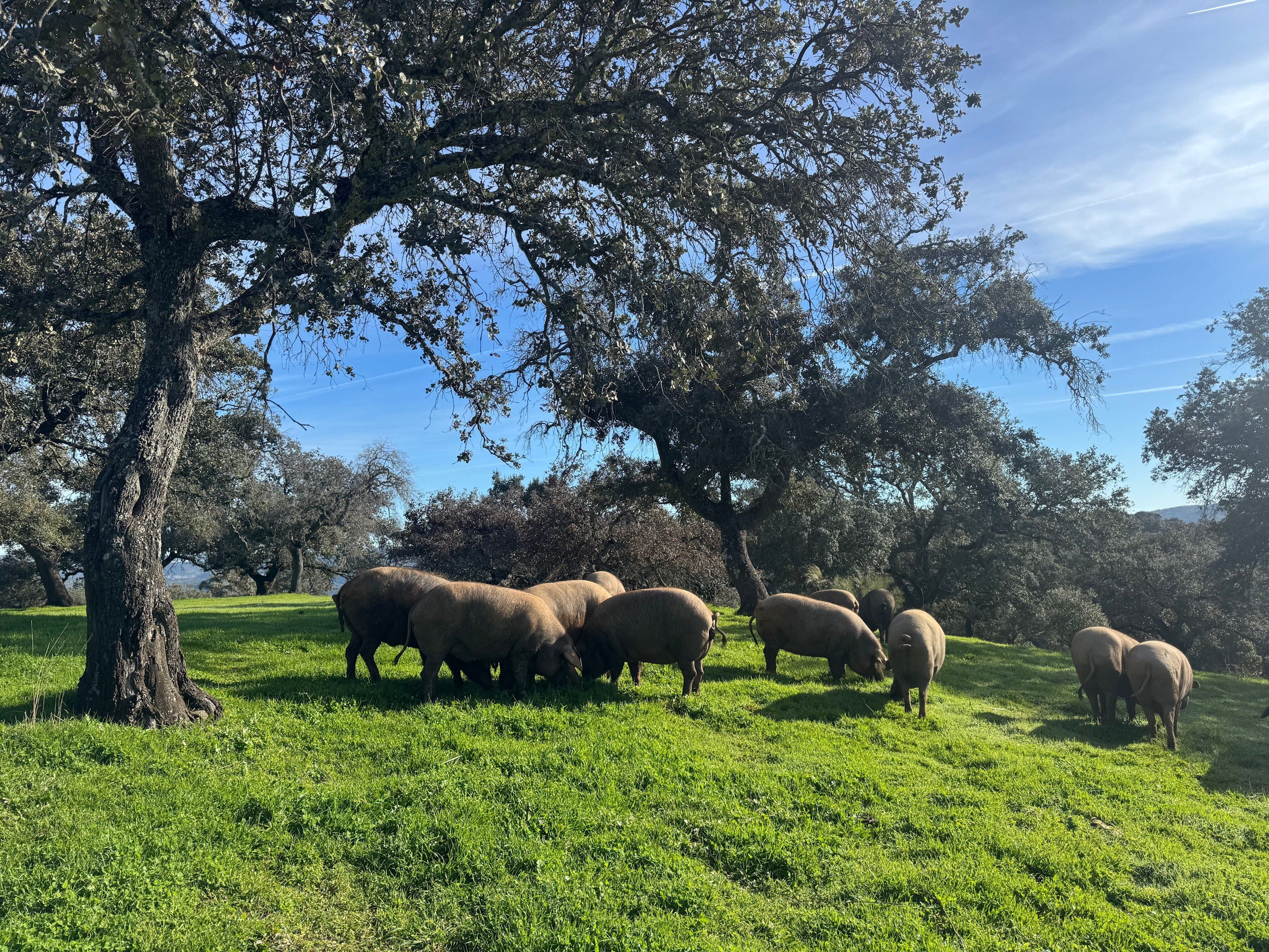 Ibérico pigs roaming free on organic pasture in Spain