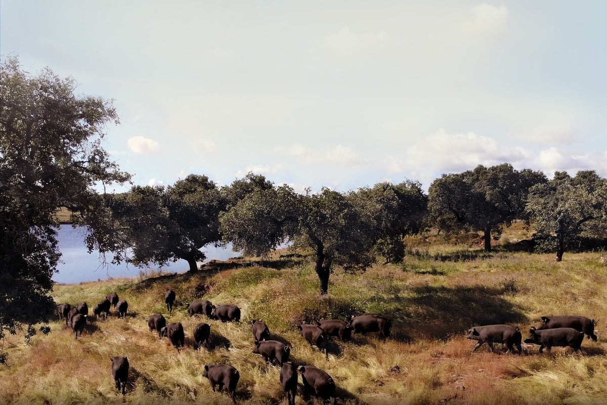 Pasture-raised in Spain