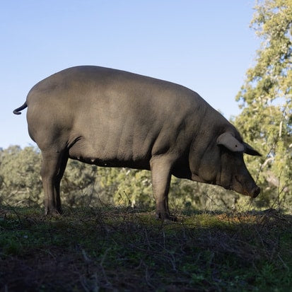 Why Ibérico?